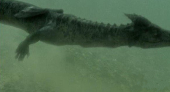 中國黃龍洞發(fā)現真龍