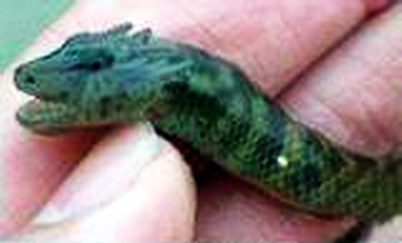 中國黃龍洞發(fā)現真龍